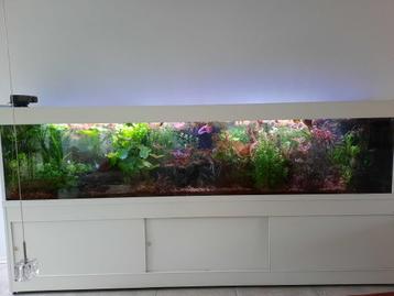 Gratis inloopspreekuur voor vragen over aquarium en planten beschikbaar voor biedingen