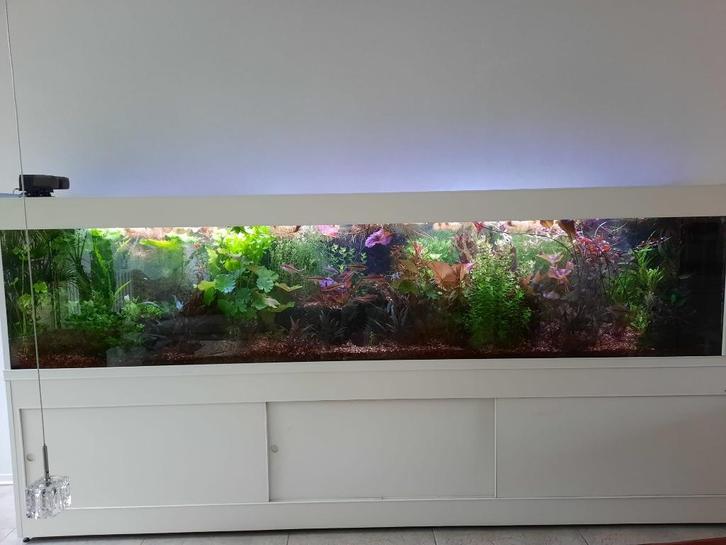 Gratis inloopspreekuur voor vragen over aquarium en planten, Dieren en Toebehoren, Vissen | Aquaria en Toebehoren, Nieuw, Plant(en), Steen of Hout