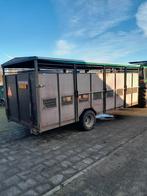 Goed werkende schapen veewagen - 100 ooien, Meerdere dieren, Schaap