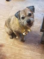 trimsalon, Dieren en Toebehoren, Honden-accessoires, Ophalen of Verzenden, Gebruikt