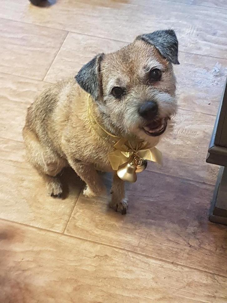 trimsalon, Dieren en Toebehoren, Honden-accessoires, Gebruikt, Ophalen of Verzenden