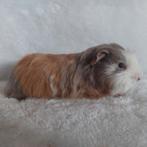 Super lieve jonge cavia's te koop, Dieren en Toebehoren, Knaagdieren, September, Meerdere dieren, Cavia