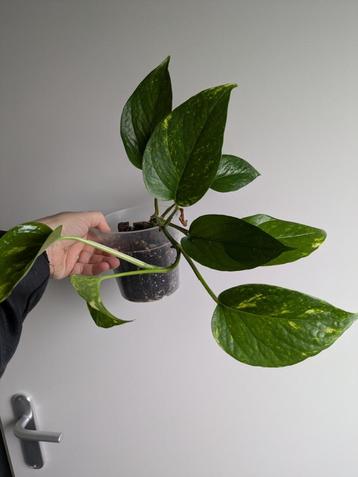 Epipremnum Aureum plantje beschikbaar voor biedingen
