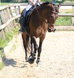 Mooie, fitte allround ruin te koop, Dieren en Toebehoren, Gechipt, Ruin, M, 7 tot 10 jaar