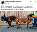 Mechelse herder pups, Dieren en Toebehoren, CDV (hondenziekte), Meerdere dieren, Eén hond, 3 tot 5 jaar