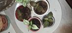 Hypoestus plantjes klein,  geschikt voor terrarium/paludariu, Dieren en Toebehoren, Reptielen en Amfibieën | Toebehoren, Ophalen