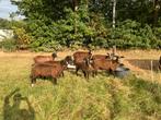Zwartbles Ramlammeren/Dekrammen, Dieren en Toebehoren, Schapen, Geiten en Varkens, Mannelijk, Schaap, 0 tot 2 jaar