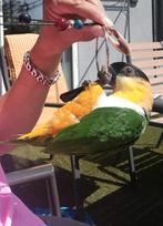 Te koop een tamme Caique, Dieren en Toebehoren, Vogels | Parkieten en Papegaaien, Vrouwelijk, Papegaai