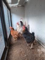 4 legkippen, Dieren en Toebehoren, Pluimvee, Vrouwelijk, Kip
