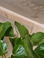 Wandelende Indische takken nimfjes, Dieren en Toebehoren, Insecten en Spinnen, Wandelende tak