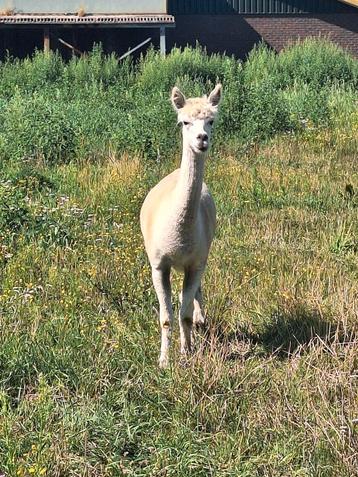 Alpaca ruin te koop aangeboden beschikbaar voor biedingen