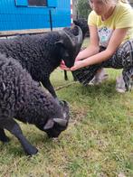 2 lieve tamme ouessant ram rammetjes UBN, Dieren en Toebehoren, Mannelijk, Schaap, 0 tot 2 jaar