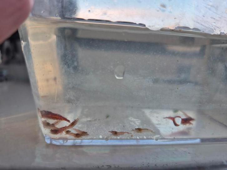 Rode garnalen, Dieren en Toebehoren, Vissen | Aquariumvissen, Kreeft, Krab of Garnaal