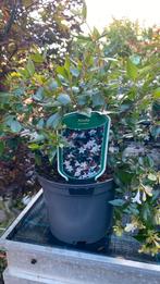 Abelia grandiflora, Ophalen, Zomer, Overige soorten, Volle zon