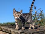 Bengaal X Maine coon  katertje, Dieren en Toebehoren, Katten en Kittens | Raskatten | Korthaar, Kater, Gechipt, 0 tot 2 jaar