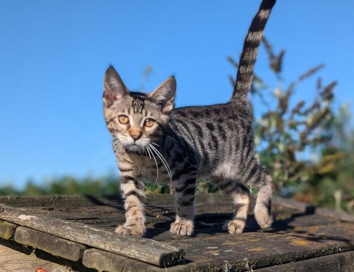 Bengaal X Maine coon  katertje, Dieren en Toebehoren, Katten en Kittens | Raskatten | Korthaar, Kater, 0 tot 2 jaar, Gechipt, Ontwormd