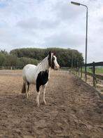 Verzorger gezocht, verzorgpony aangeboden, Delfgauw, Dieren en Toebehoren, Stalling en Weidegang