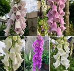 Vingerhoedskruid/ Digitalis zaden, Verzenden, Volle zon