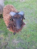 Mooie ousseant dekram, Dieren en Toebehoren, Schapen, Geiten en Varkens, Mannelijk, Schaap, 0 tot 2 jaar