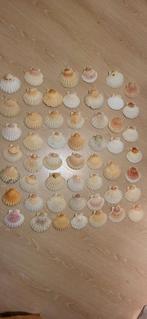 Sint Jacob schelpen, Ophalen of Verzenden