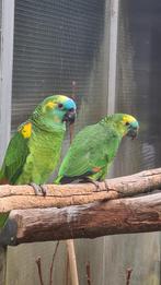 Blauwvoorhoofd amazone koppel, Dieren en Toebehoren, Meerdere dieren, Papegaai
