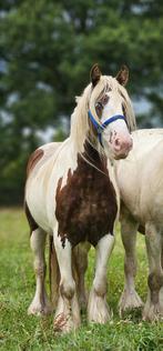 Mooie 3,5 jarige silverdapple bonte  ruin zoekt nieuwe plek., Dieren en Toebehoren, Paarden, Ruin, Minder dan 160 cm, Recreatiepaard