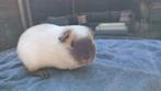 Wit cali choco beertje, leeft buiten., Dieren en Toebehoren, Knaagdieren, Mannelijk, Cavia, Na 1 juli 2024