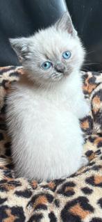 Prachtige Britse korthaar kittens, Dieren en Toebehoren, Ontwormd, Meerdere dieren, 0 tot 2 jaar