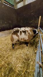 Stamboek bonte ram, Dieren en Toebehoren, Mannelijk, Schaap, 0 tot 2 jaar