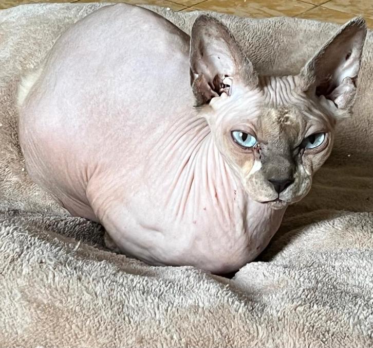 Sphynx, Dieren en Toebehoren, Katten en Kittens | Raskatten | Korthaar, Meerdere dieren, 3 tot 5 jaar, Met stamboom, Gechipt, Ontwormd