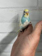 Jonge grasparkieten, Meerdere dieren, Parkiet, Tam