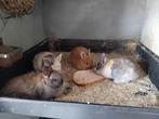 Dwergkonijnen, Dieren en Toebehoren, Augustus, Vrouwelijk