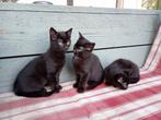 Nog 3 prachtige speelse boerderij kittens op zoek naar jou, Dieren en Toebehoren, Meerdere dieren, Kortharig, 0 tot 2 jaar