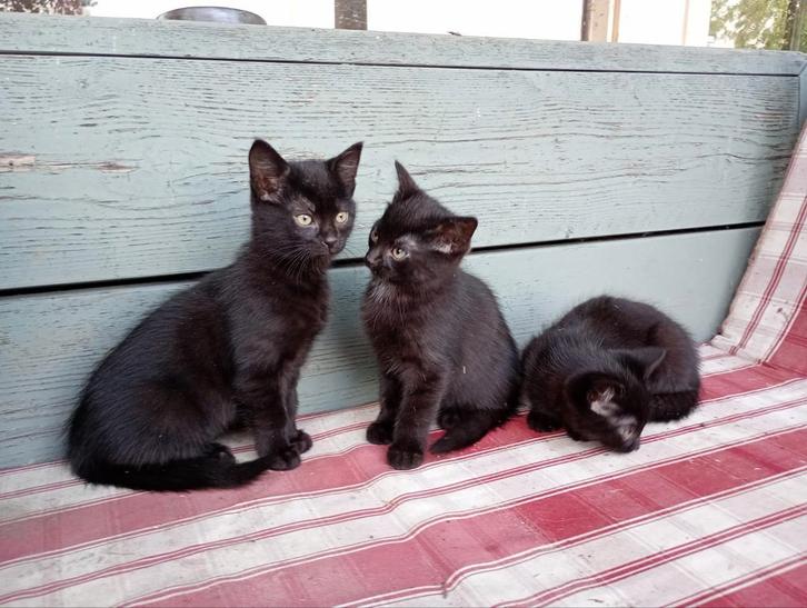 Nog 3 prachtige speelse boerderij kittens op zoek naar jou, Dieren en Toebehoren, Katten en Kittens | Overige Katten, Kortharig