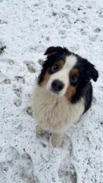 Australische herder reu, Dieren en Toebehoren, Honden | Herdershonden en Veedrijvers, België, Particulier, Reu, 1 tot 2 jaar