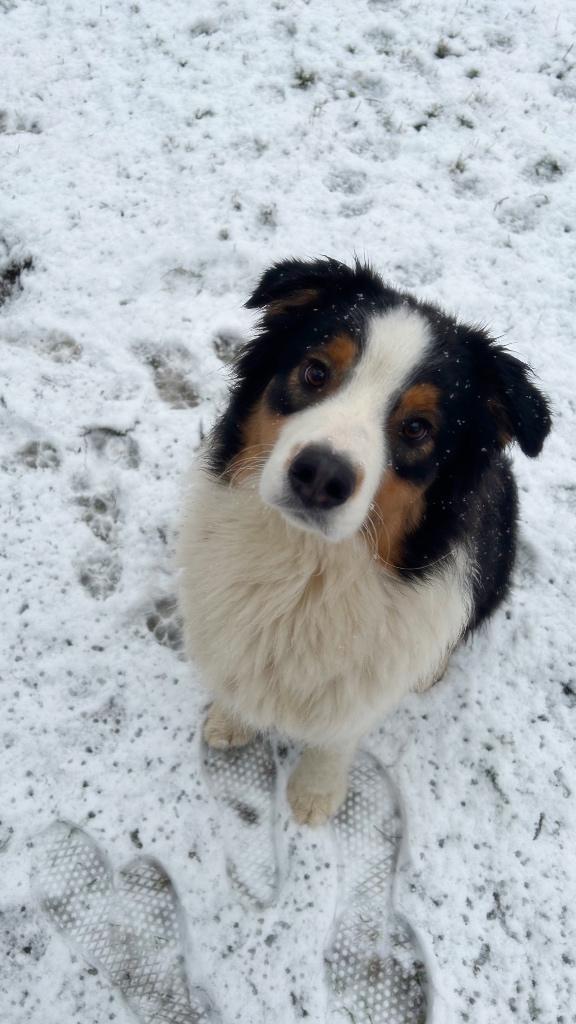 Australische herder reu, Dieren en Toebehoren, Honden | Herdershonden en Veedrijvers, Reu, Herder, Particulier, Eén hond, België