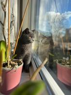 Britse korthaar(poes), Dieren en Toebehoren, Katten en Kittens | Raskatten | Korthaar, Poes, Ontwormd