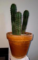 San Pedro cactussen en Lophophora diffusa, Ophalen, Overige soorten, Minder dan 100 cm