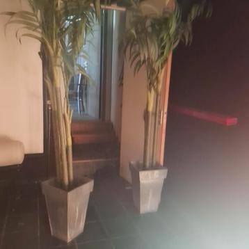 palm kunstboom beschikbaar voor biedingen