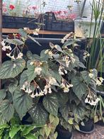 Begonia grandis “Sparkle and Shine”, winterhard., Tuin en Terras, Planten | Tuinplanten, Vaste plant, Halfschaduw, Zomer, Ophalen