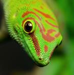 Phelsuma grandis high red 2024, Dieren en Toebehoren, Reptielen en Amfibieën, 0 tot 2 jaar, Hagedis