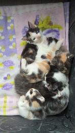 Halve maine coontjes, Dieren en Toebehoren, Meerdere dieren, Kortharig, 0 tot 2 jaar