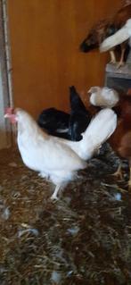 Jonge witte legkippen 11.50 per stuk., Dieren en Toebehoren