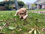 Blonde Labrador pup, Ophalen, Zo goed als nieuw