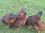 Red Island haan 2x, Dieren en Toebehoren, Pluimvee, Mannelijk, Kip