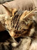 Twee Kurillian Bobtail poesjes zoeken een nieuw tehuis, Dieren en Toebehoren, Katten en Kittens | Raskatten | Langhaar, 0 tot 2 jaar