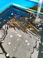 Goudzeelt 12-15 cm desgewenst bezorgd aan huis
