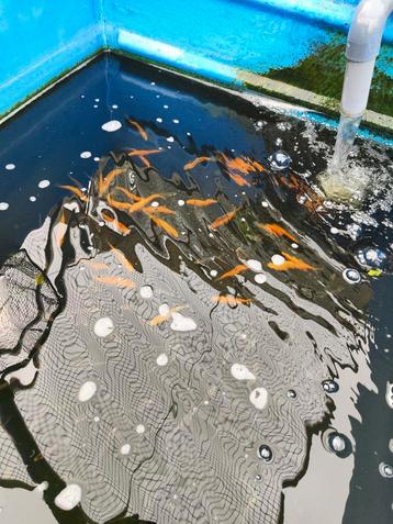 Goudzeelt 12-15 cm desgewenst bezorgd aan huis  beschikbaar voor biedingen