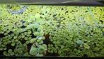 Drijfplantjes o.a. salvinia natans, Dieren en Toebehoren, Ophalen, Zo goed als nieuw, Plant(en), Steen of Hout