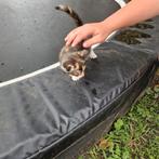 Lieve kitten